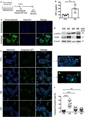 Molecular and Functional Diversity of Distinct Subpopulations of the Stressed Insulin-Secreting Cell's Vesiculome